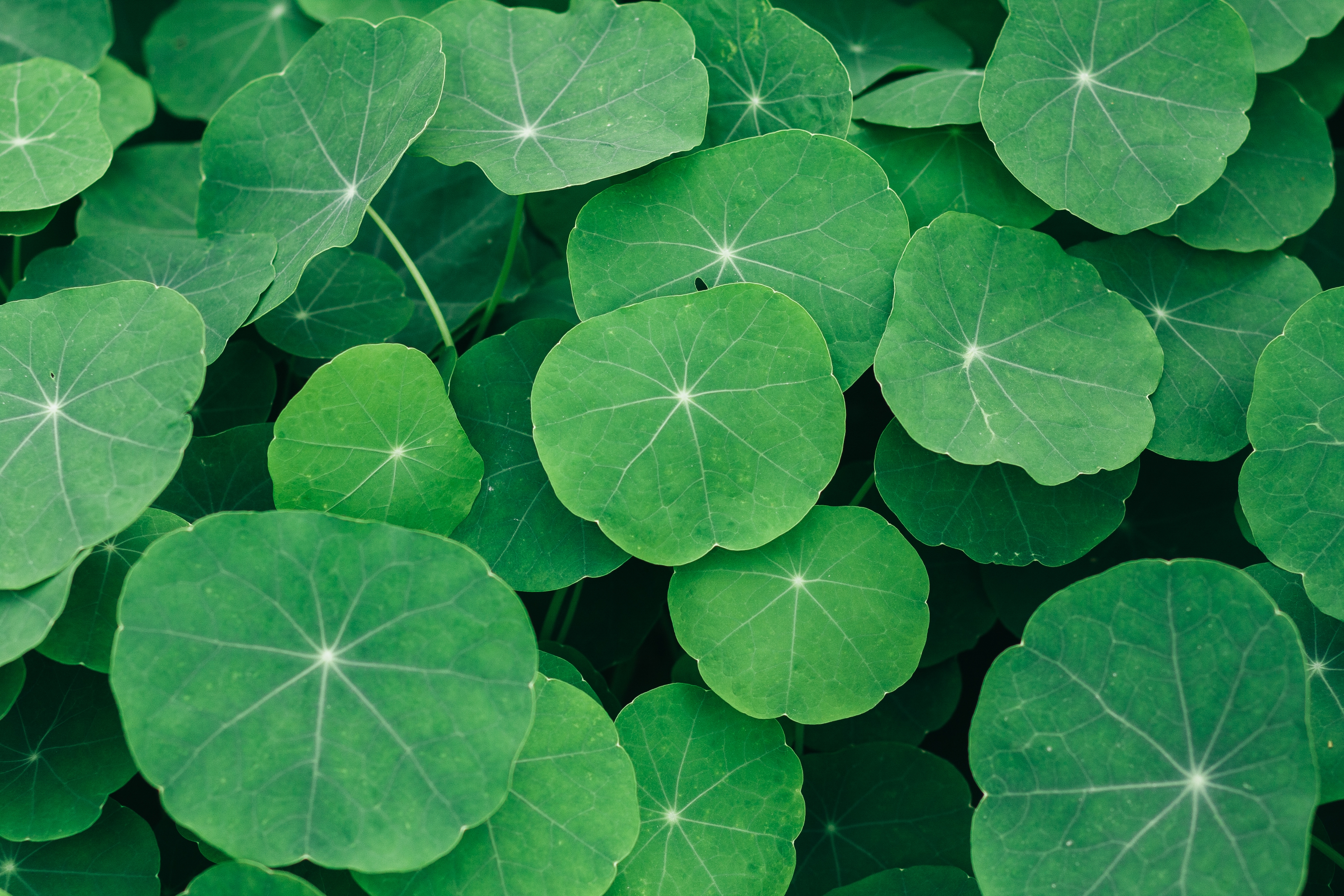 Giant BYoungPool — Centella Asiatica leaves
